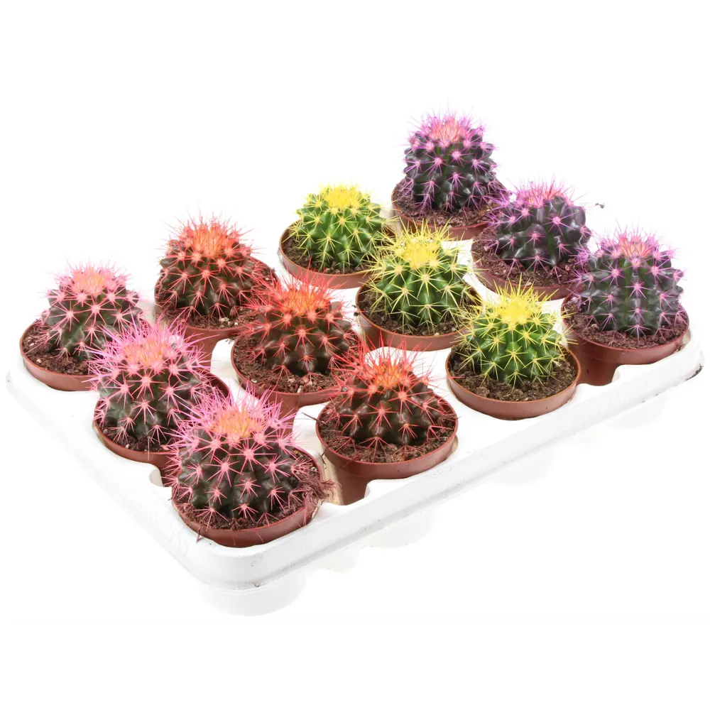 Santreyd Эхинокактус Радуга - живой шар с золотистыми шипами 83985983 STLM-0045813 - Вид №2