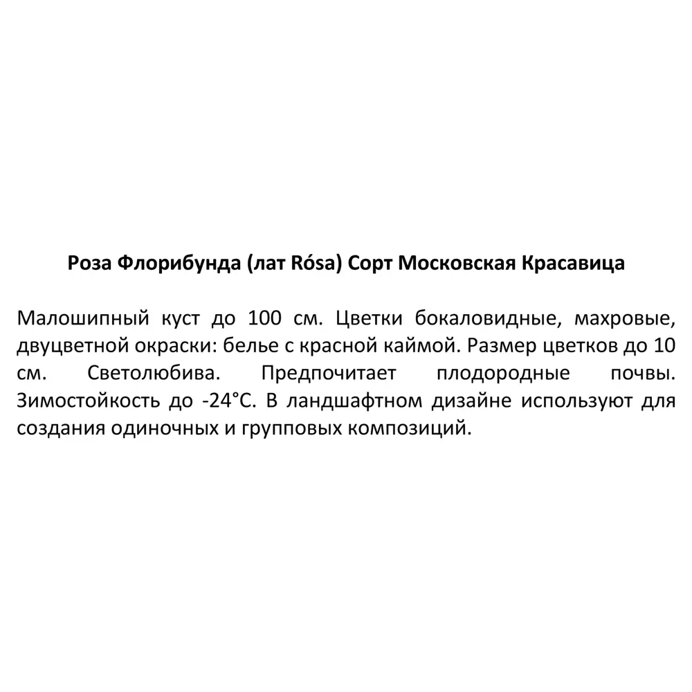 Роза флорибунда Московская Красавица ø15 h30 см 85589112 STLM-2074513 Santreyd  - Вид №4