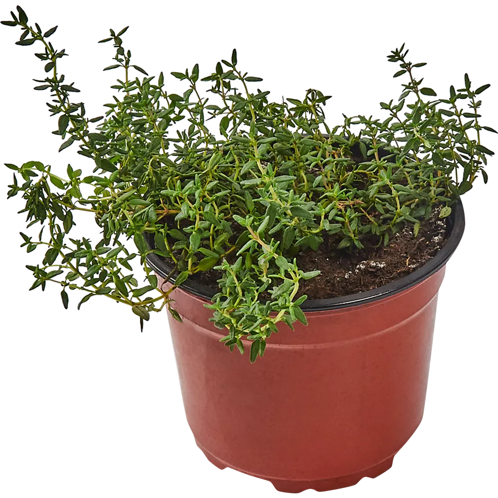 Тимьян ø12 h25 см Santreyd STLM-2086347