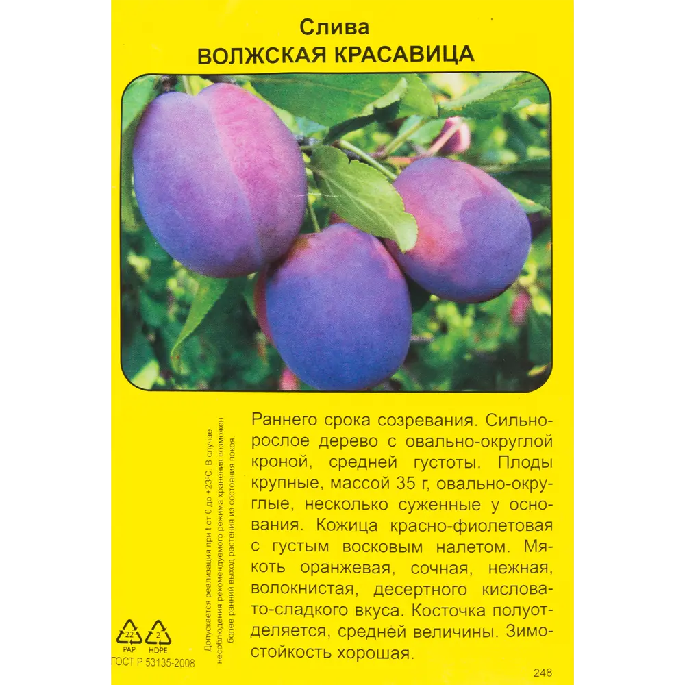 Слива Волжская красавица h90 см 83788016 STLM-2129119 Santreyd  - Вид №2