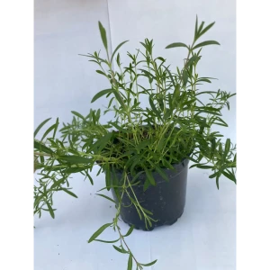 Аренария Песчанка горная ø12 h15 см 87825536 STLM-2057633