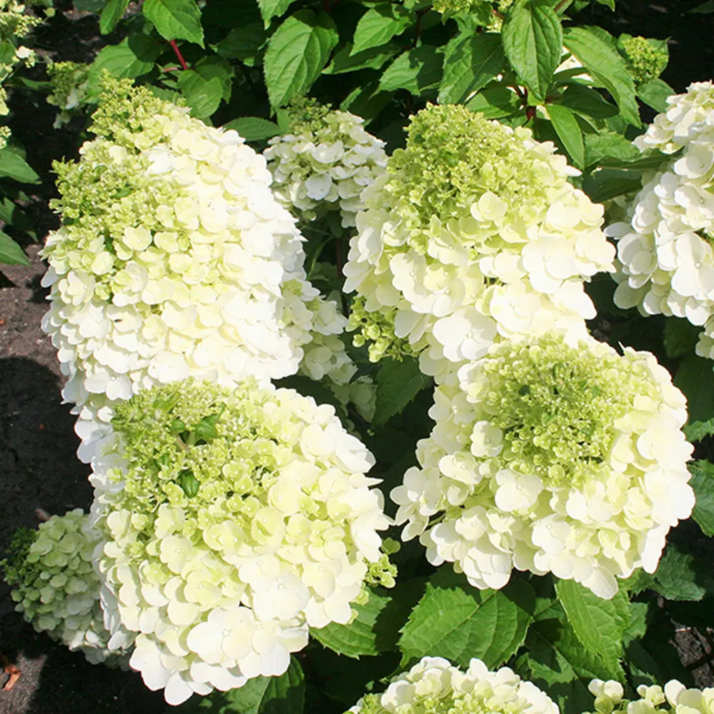 Гортензия метельчатая «Монт Блан» 9x20 см 82601825 STLM-2159506 Santreyd 
