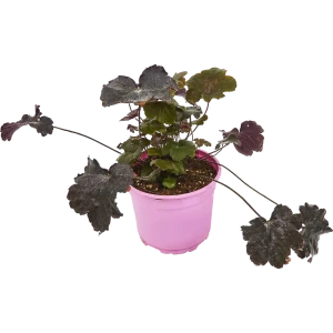 Гейхера декоративно-лиственная в горшке Santreyd 83248192