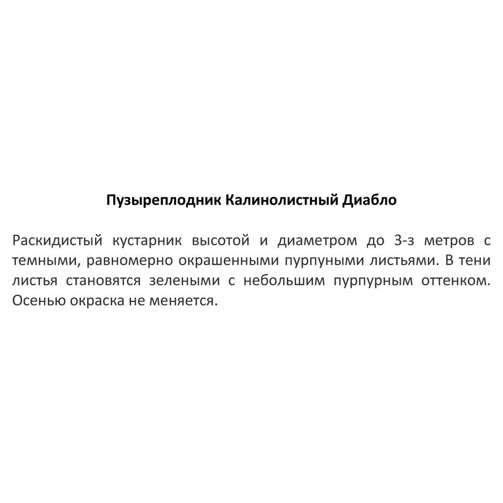 Пузыреплодник Диабло ø15 h35 см 85670445 STLM-2162386 Santreyd  - Вид №4