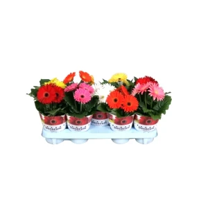 Гербера микс 12x25 см 82565255 STLM-2067137
