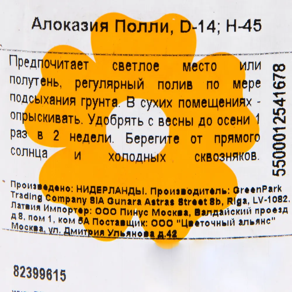 Алоказия Полли ø14 h45 см Цветочный альянс 82399615 STLM-2145407 Santreyd  - Вид №2