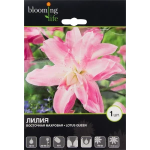 Лилия восточная махровая «Лотус Куин» 82539370 STLM-2061838