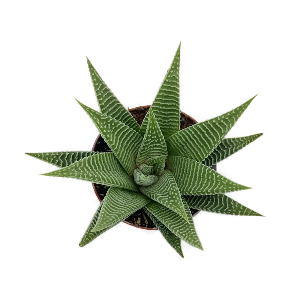 Santreyd Хаворция Спайдер Вайт - суккулент с белыми полосками 82935554 STLM-0038144 - Вид №1