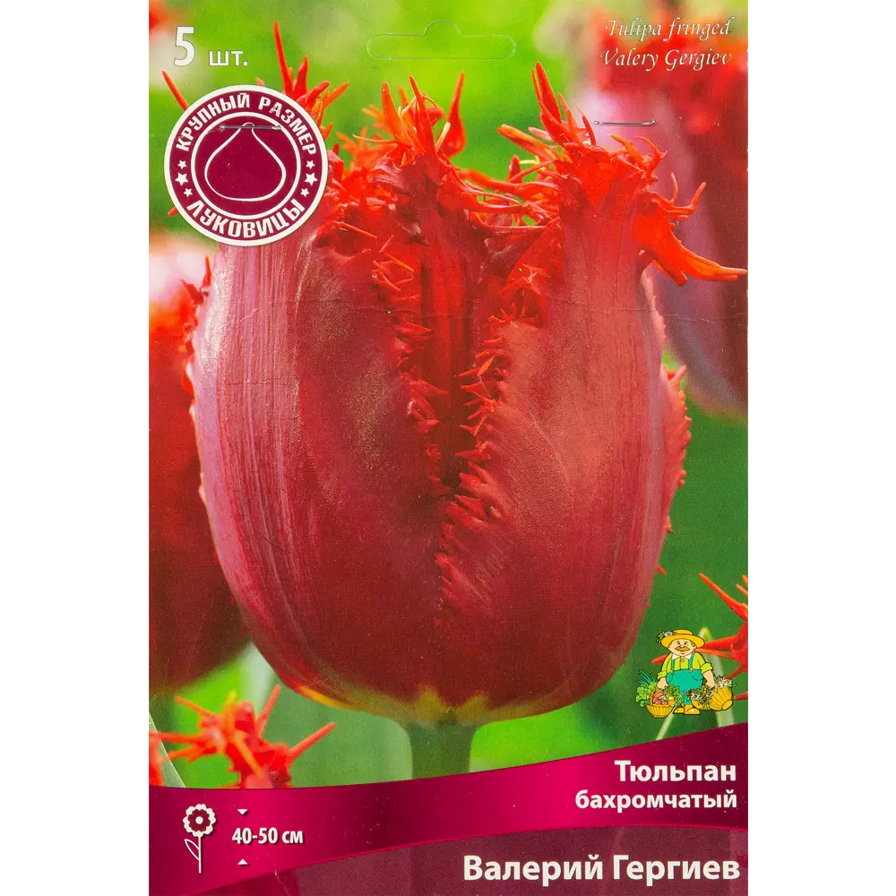 Тюльпан бахроматчый Валерий Гергие, 5 шт 85205607 STLM-2035528 ПОИСК 