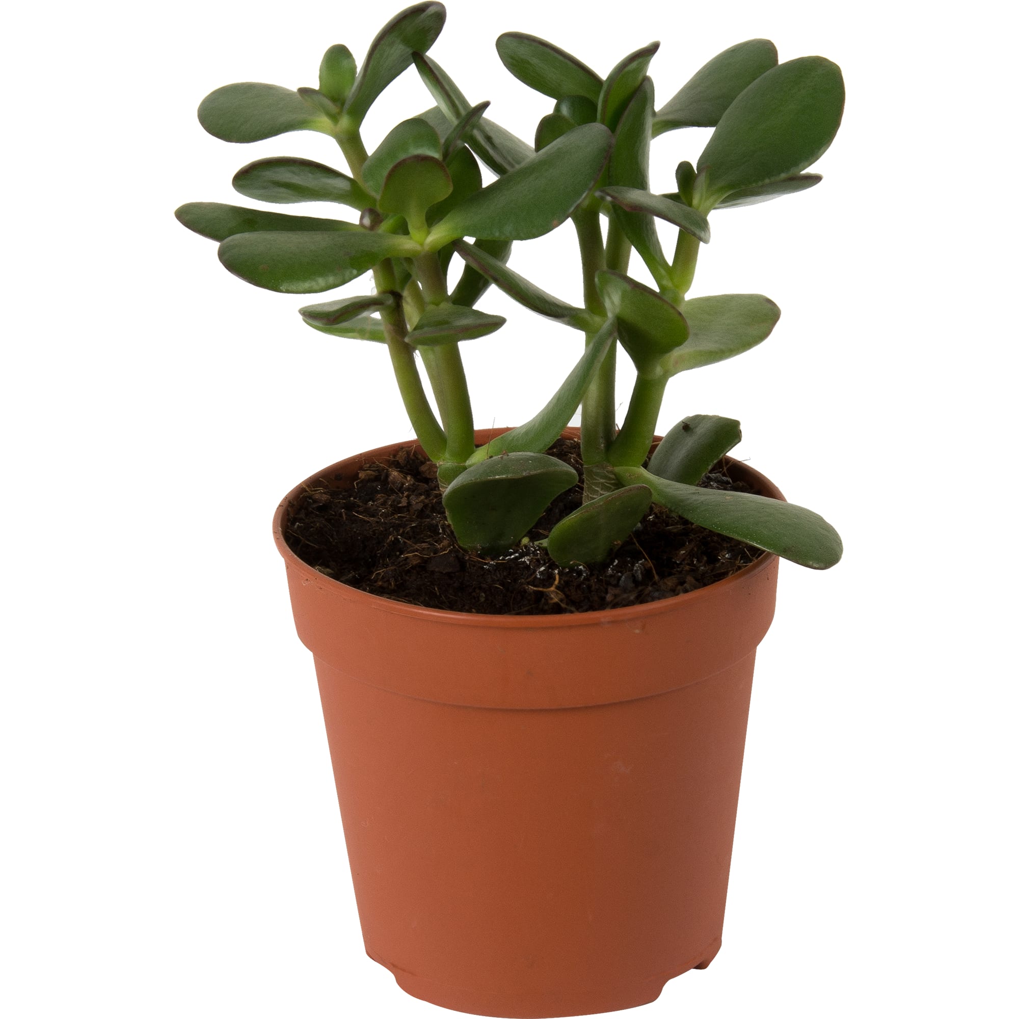 15163371 Крассула овата 12х20 см Santreyd 