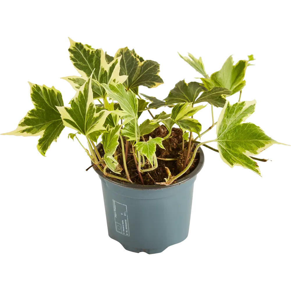 Santreyd Хедера Хеликс микс - живой декор для вертикального озеленения 85324862 STLM-0061474 - Вид №1