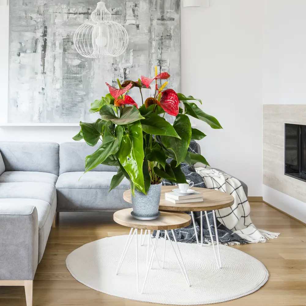 Santreyd Антуриум микс - вечное цветение в вашем интерьере 81959333 STLM-0015373 - Вид №4