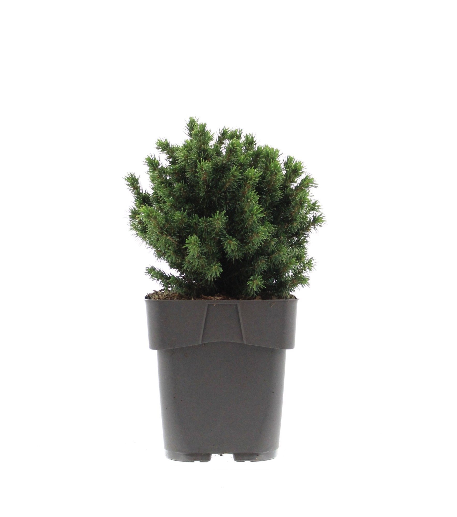 Ель Альберта Глоуб Santreyd - декоративный хвойный шар для сада 87548372 STLM-0074427