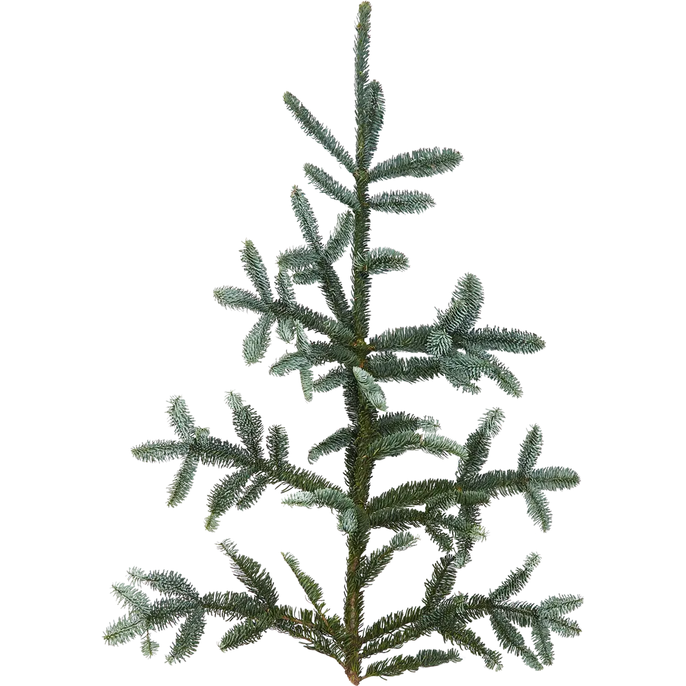 Хвойная срезка Пихта Нордман h30-90 см Santreyd STLM-2122888