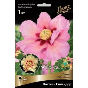 Пион ито-гибрид «Пастель Сплендор» разбор 2-3 82661883 STLM-2072413