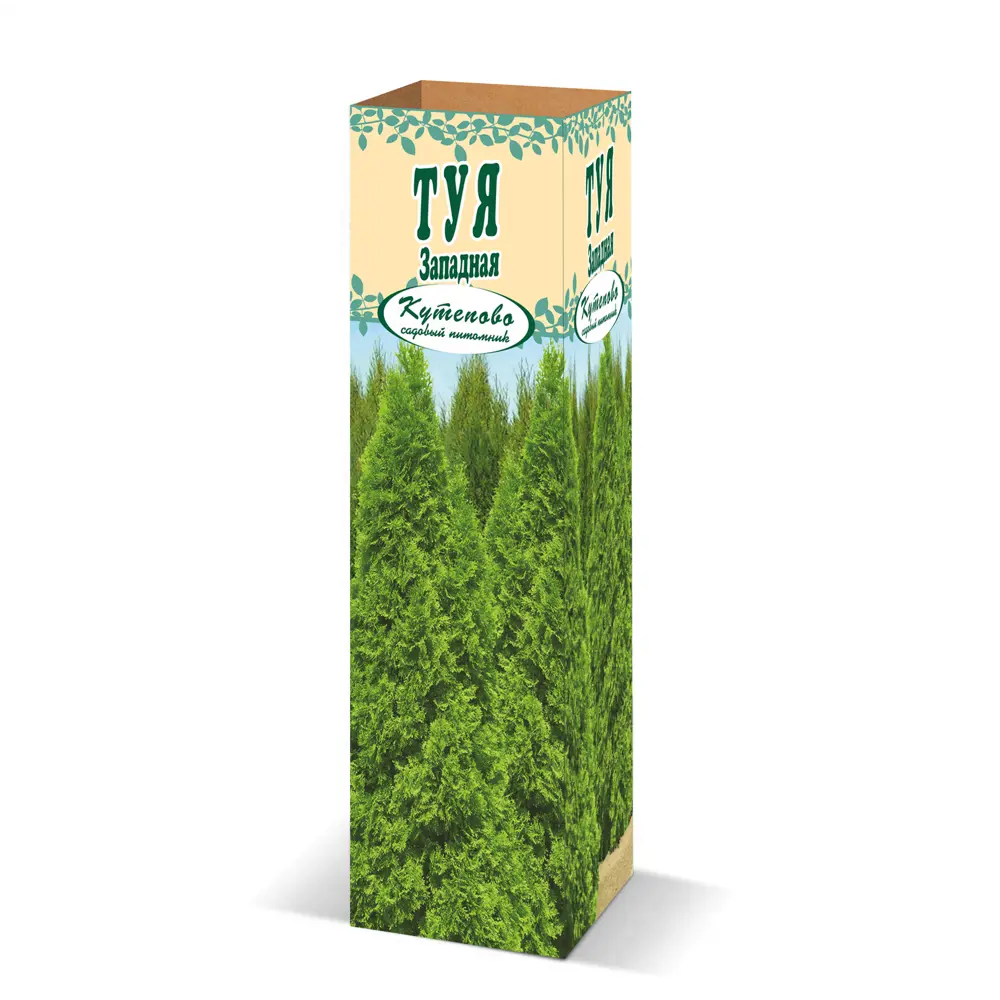 Туя западная сорт Брабант в коробке 82559137 STLM-2176339 Santreyd 