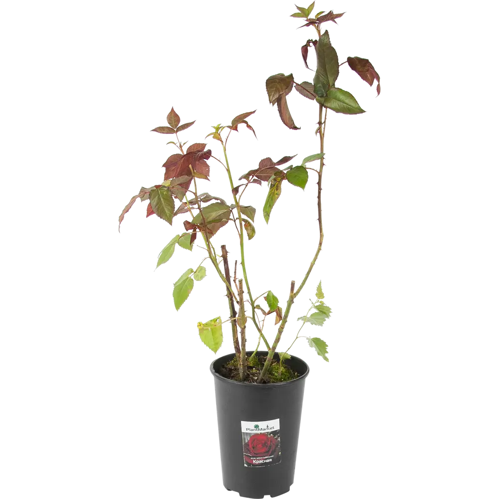 Роза чайно-гибридная красная 15x55 см 82625112 STLM-2144641 PLANTMARKET 