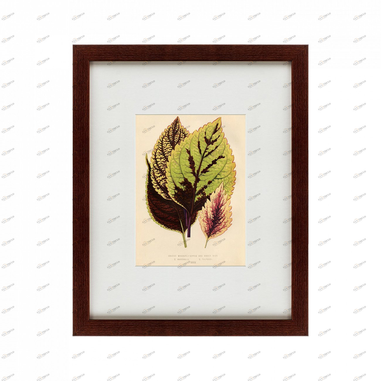 Картина в раме 52х42 см Les plantes a feuillage color, 1869 КАРТИНЫ В КВАРТИРУ  135658 Зеленый;коричневый 