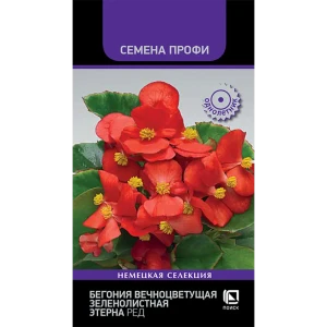 Бегония вечноцветущая Золотой блик ПОИСК - солнечные цветы для сада 89401253