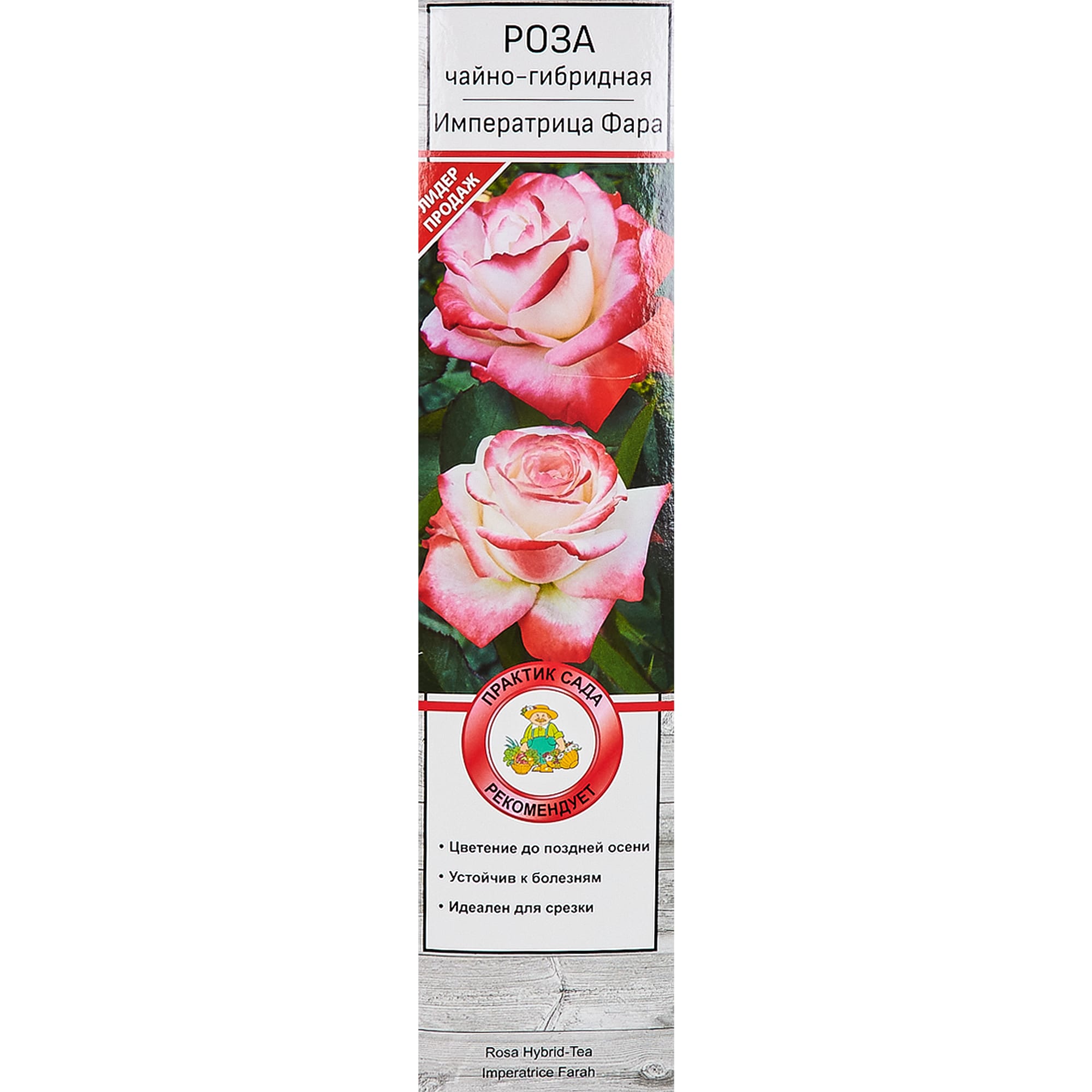 18346261 Розы чайно-гибридные «Императрица Фара» Santreyd 