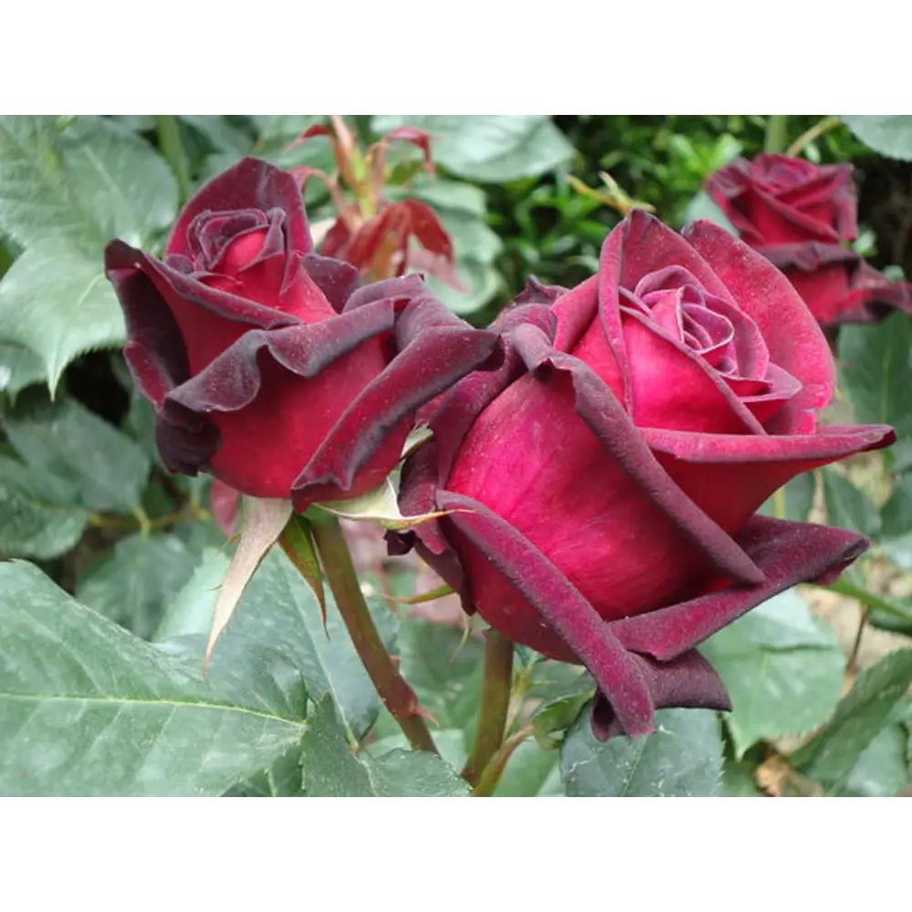 Роза чайно-гибридная Чатыр Даг ø15 h30 см 85589145 STLM-2078296 Santreyd 