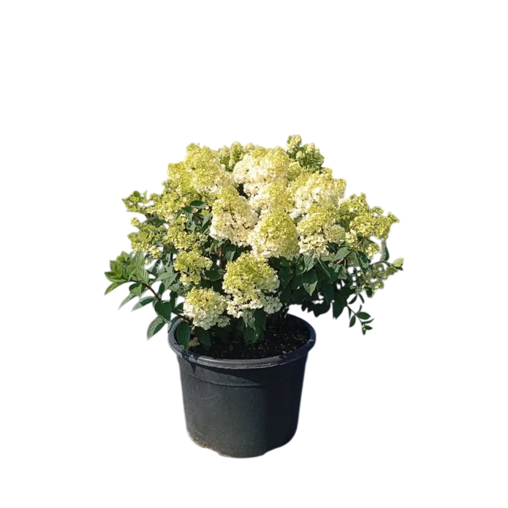 Гортензия метельчатая Сандей Фрайз ø32 h40 - 60 см Santreyd STLM-2097130