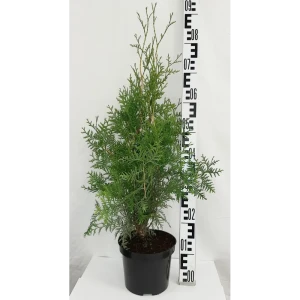 Туя западная «Брабант» 19x30 см 82550327 STLM-2139643
