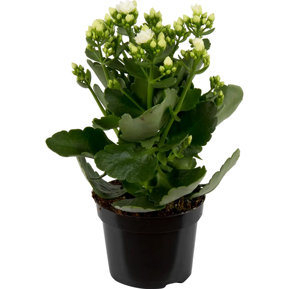 Santreyd Каландива - цветущий суккулент с розовидными соцветиями 17699111 STLM-0008494