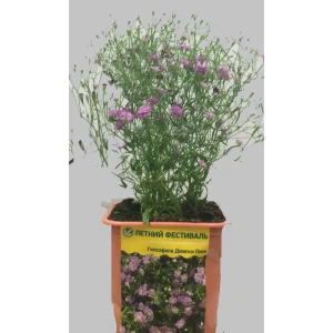 Гипсофила 9x25 см 82704095 STLM-2179910