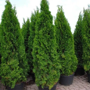 Туя западная Smaragd 40-60х20 см С3 13579453 STLM-2056082