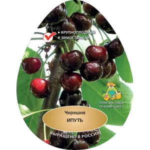 Черешня Ипуть h200 см Поиск Инвест 84399333 STLM-2083893