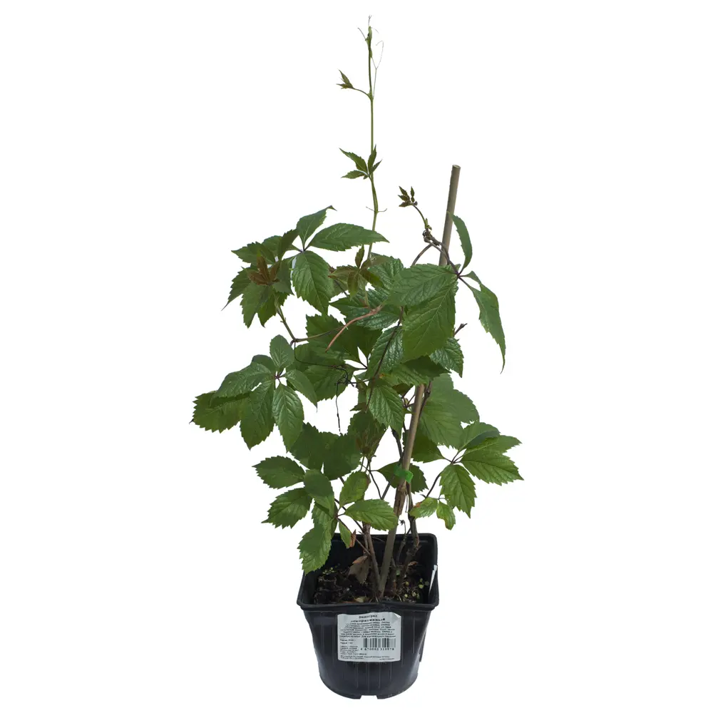 Santreyd Декоративный виноград для живых изгородей и арок 17895656 STLM-0008932