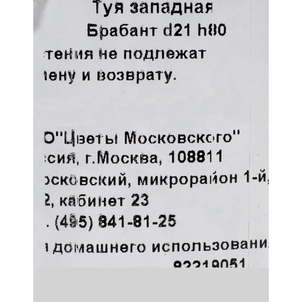 Туя западная «Брабант» 2.5 л h80 см 82219051 STLM-2057252 Santreyd  - Вид №2