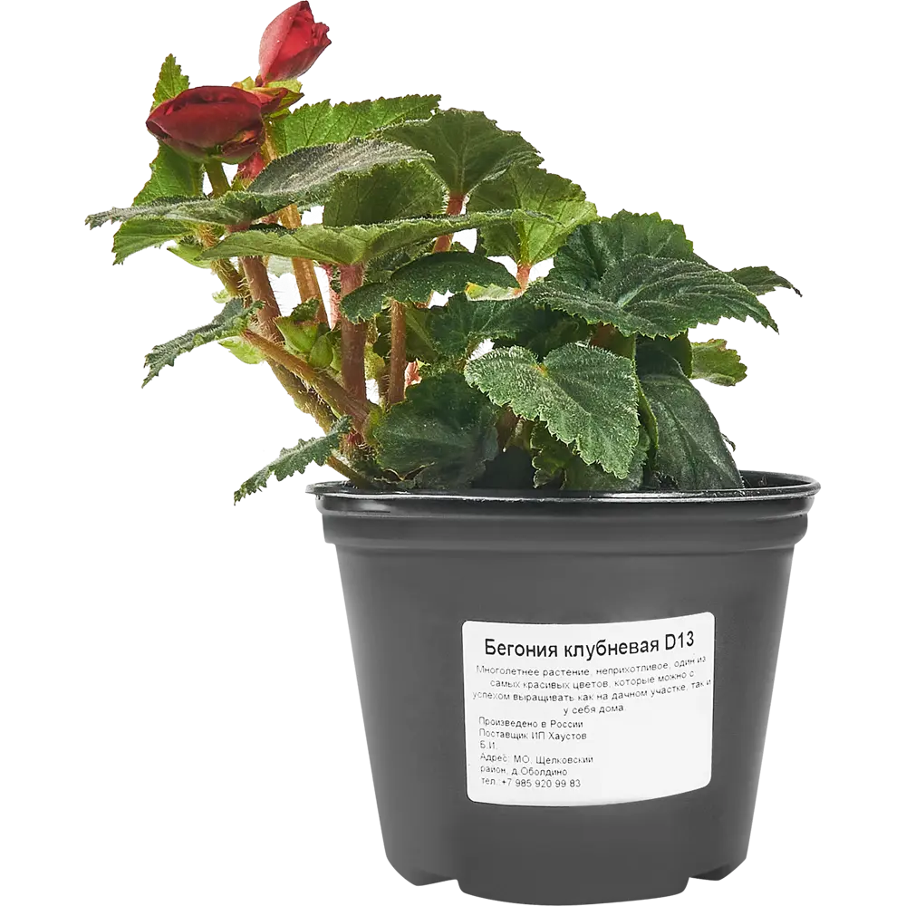 Бегония клубневая Santreyd - яркое украшение сада 83597581 STLM-0042355 - Вид №1