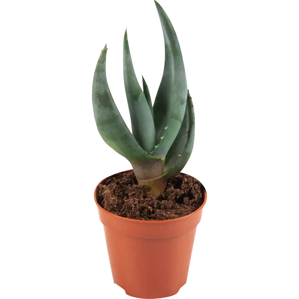 Santreyd Алоэ — комнатное растение с целебными свойствами 82579802 STLM-0030530 - Вид №2