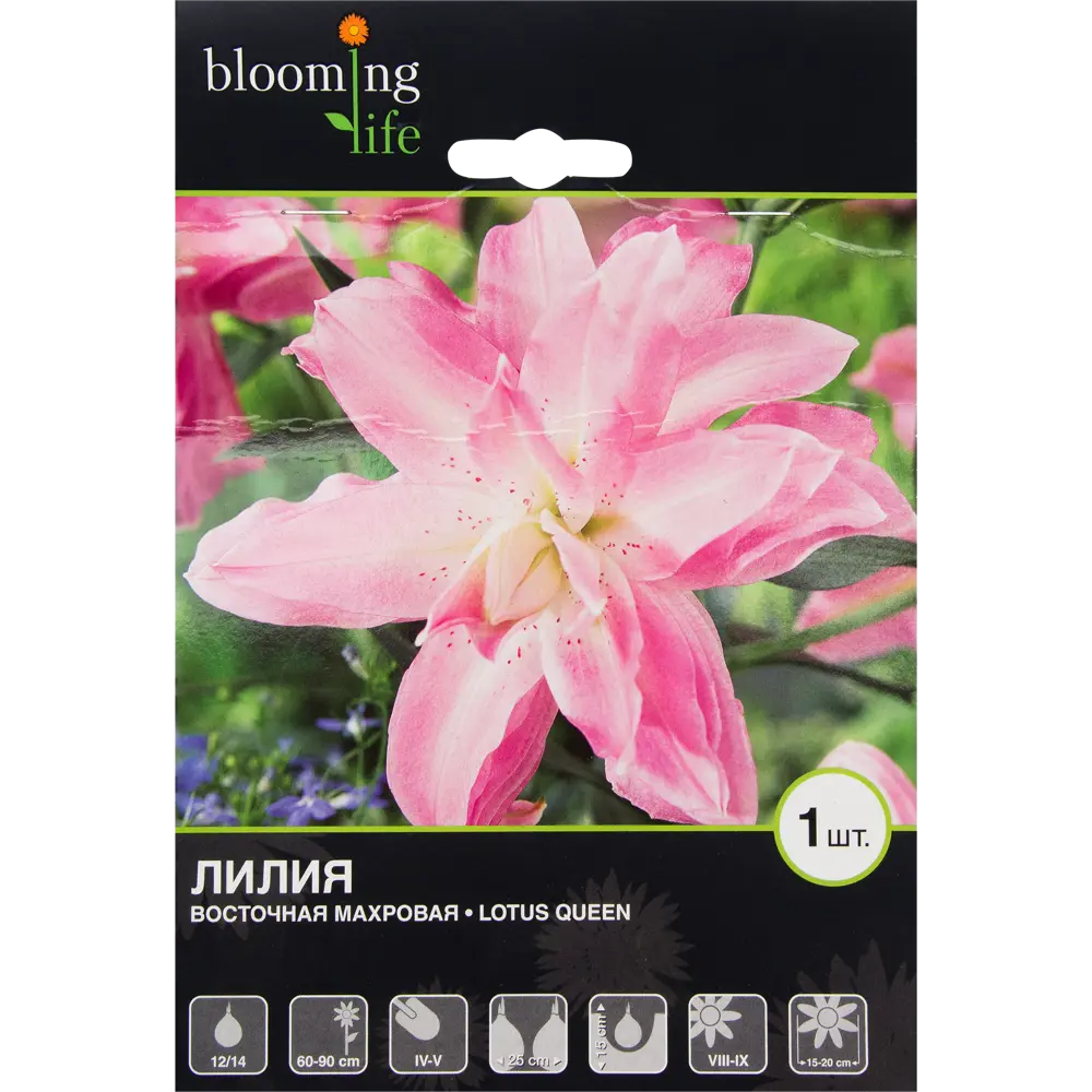 Лилия восточная махровая «Лотус Куин» 82539370 STLM-2061838 BLOOMING LIFE 