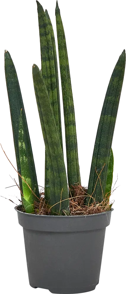 Santreyd Сансевиерия Цилиндрика Ракета - элегантный суккулент для интерьера 87959861