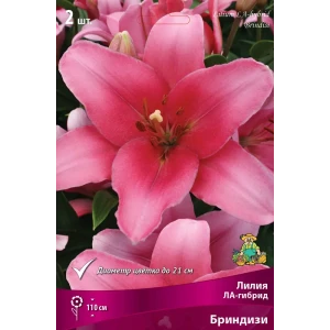Лилия ЛА-гибрид «Бриндизи» размер луковицы 14/16 82662606 STLM-2176736