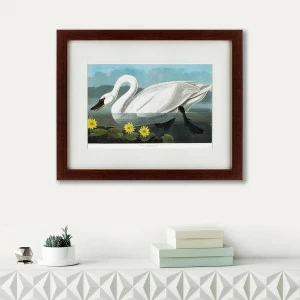 Картина: Common American Swan, 1838 КАРТИНЫ В КВАРТИРУ  191722 Разноцветный