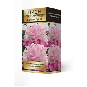 Пион травянистый Ивнинг Дрим луковица 2-3 83600141 STLM-2123515