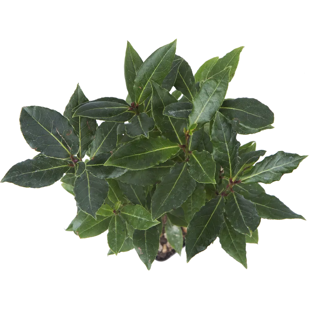 Лавр Нобилис 9х25 см Santreyd STLM-2010661 - Вид №1