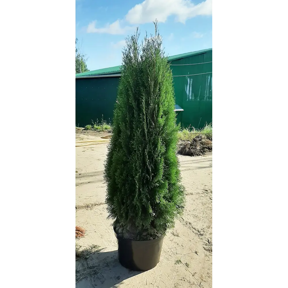 Туя западная Смарагд ø44 h140 - 160 см 82779889 STLM-2062195 ГАВРИШ 