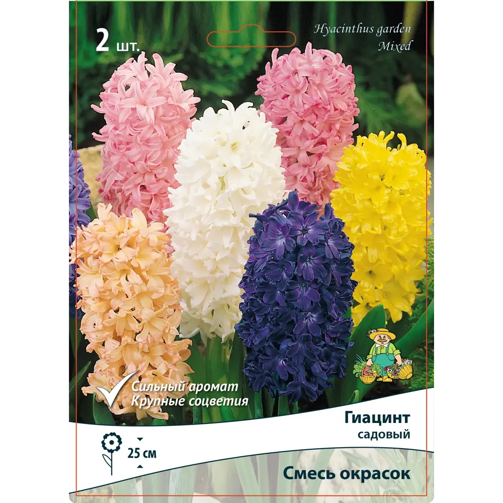 Гиацинты садовые микс 12 мм, 2 шт. 89396394 STLM-2208191 ПОИСК 