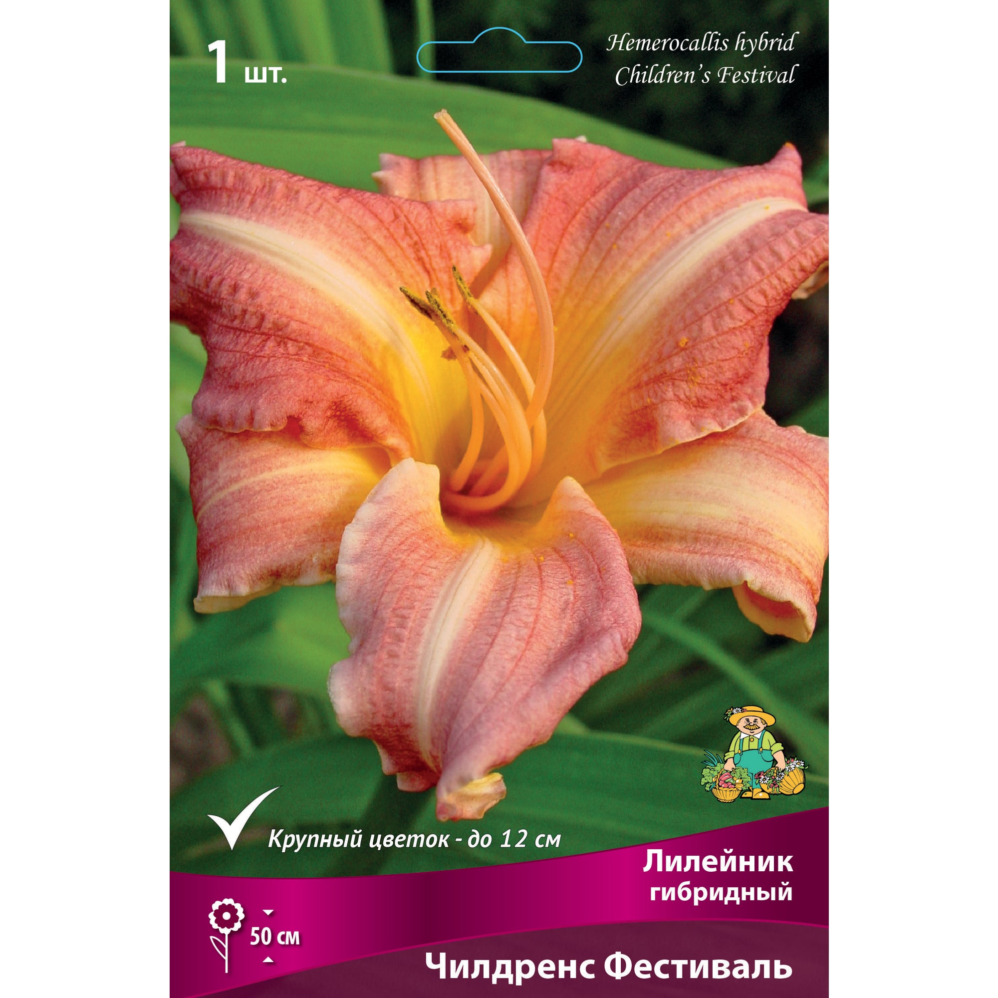 88295014 Лилейник гибридный Чилдренс фестиваль луковица I Santreyd 