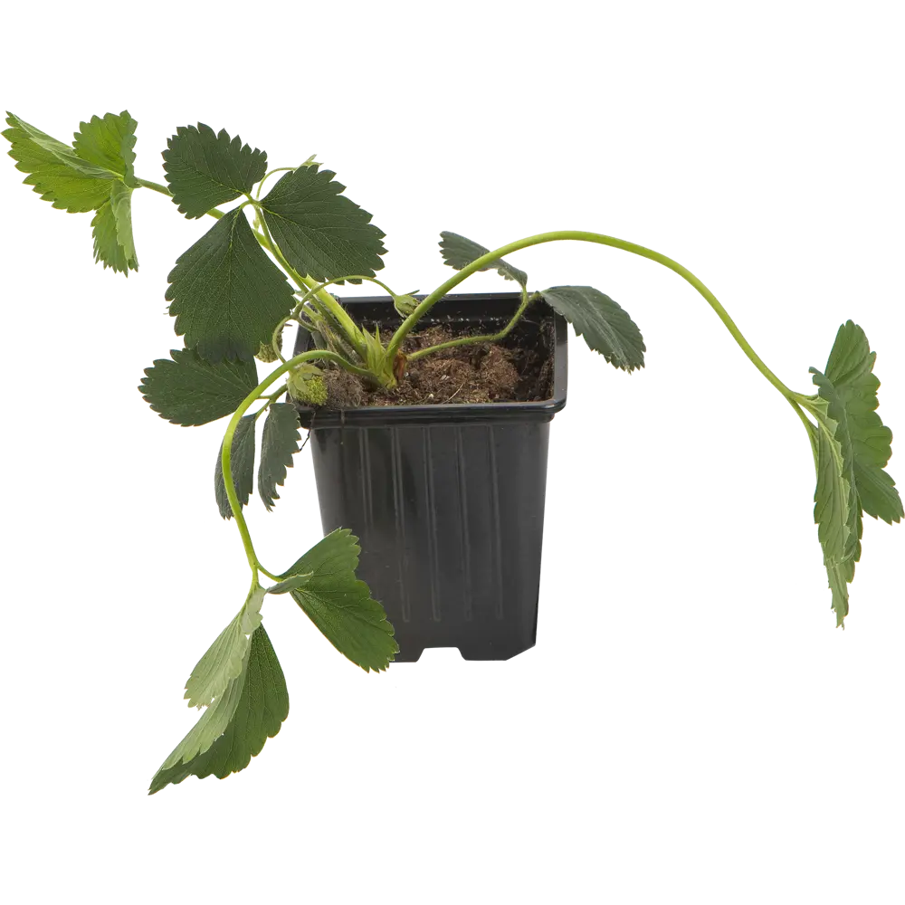 Земляника садовая «Зенга Зенгана» 9x15 см 82625407 STLM-2057853 PLANTMARKET 