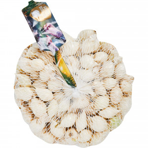 14472050 Лук-севок «Стардаст» 14/21 упаковка 0.45 кг