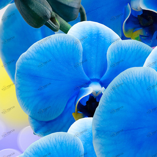 A2-007 Фотообои DIVINO Collection A 2.7х1 м A2007