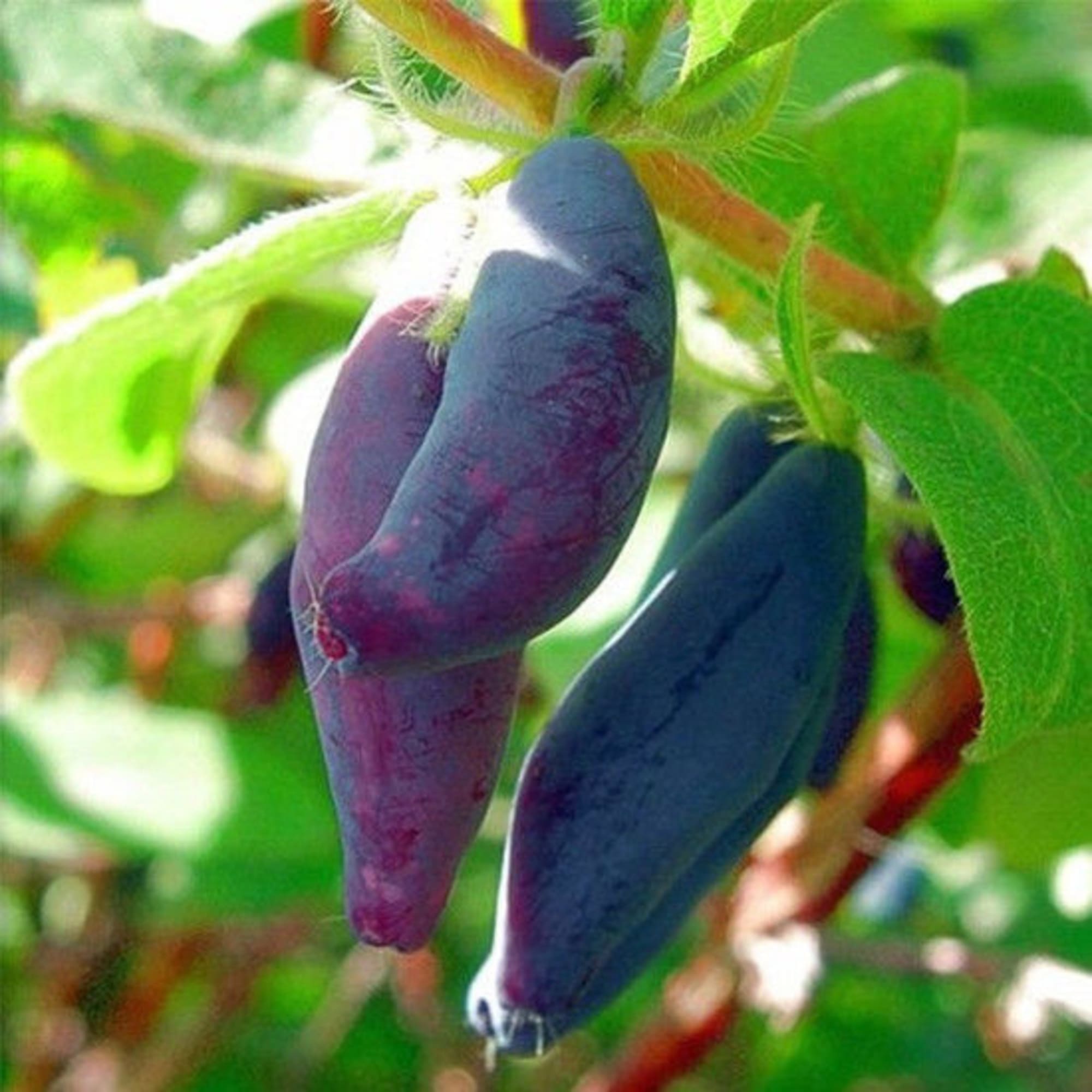 81954921 Жимолость плодовая С3 «Голубое веретено» h50 Santreyd  - Вид №2