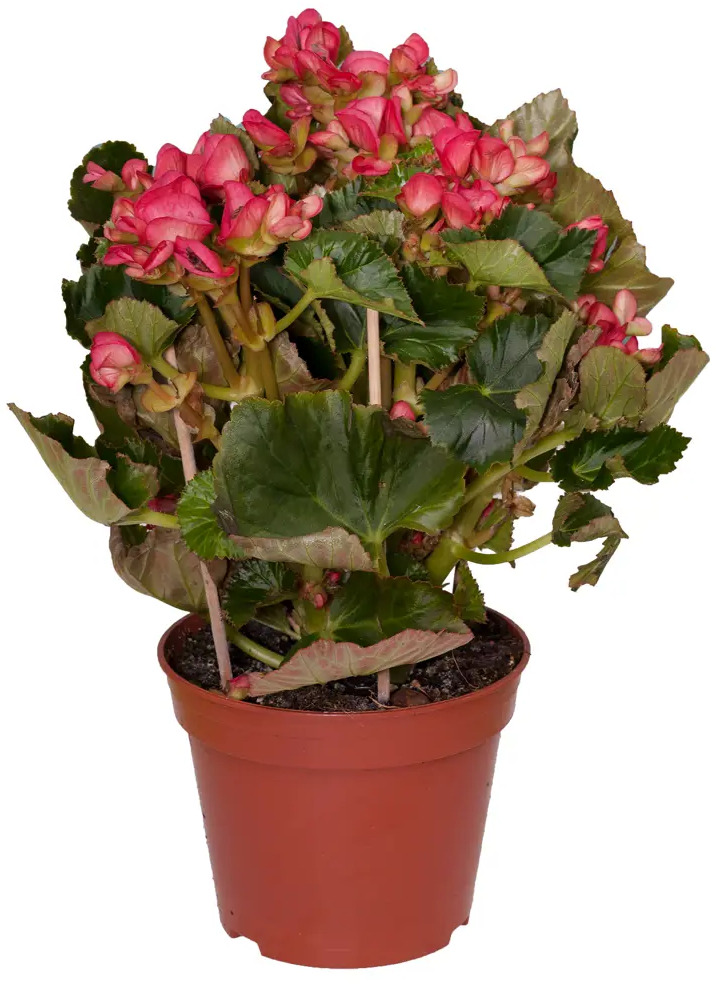 Бегония Элатиор микс Santreyd — цветущее совершенство для вашего интерьера 14447946
