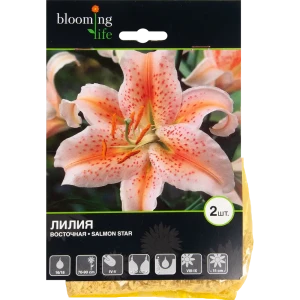 Лилия восточная Салмон Стар 82539385 STLM-2128189